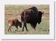 Slough Creek Bison