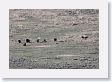 Coyote among Bison in Lamar Valley