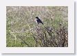 Mountain Bluebird