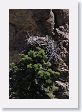 Osprey nest on top of Hoodoo in Yellowstone River gorge at Tower Creek