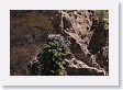 Osprey nest on top of Hoodoo in Yellowstone River gorge at Tower Creek