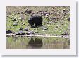 Black Bear at Phantom Lake