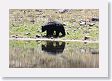 Black Bear at Phantom Lake