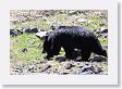 Black Bear at Phantom Lake