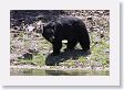 Black Bear at Phantom Lake