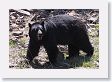 Black Bear at Phantom Lake