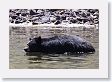 Black Bear at Phantom Lake