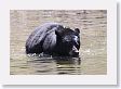 Black Bear at Phantom Lake