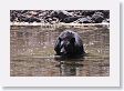 Black Bear at Phantom Lake