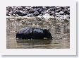 Black Bear at Phantom Lake