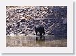 Black Bear at Phantom Lake