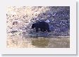 Black Bear at Phantom Lake