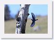 Male Mountain Bluebird flying into nest hole in Aspen