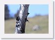 Male Mountain Bluebird at nest hole in Aspen