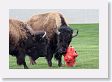 Back at Park Headquarters, Bison seem fond of the fire hydrant as a scratching post