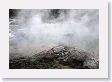 Norris Geyser Basin