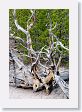 Norris Geyser Basin