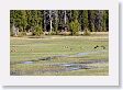 Canadian Geese at the Museum of the National Park Ranger