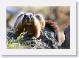 Marmot