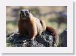 Marmot