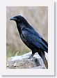 Common Raven