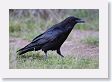 Common Raven