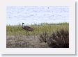 Sandhill Crane