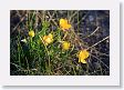 Wild Flowers on the Gardner River