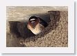 Cliff Swallows nesting under an outhouse roof