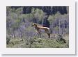 Pronghorn near Slough Creek