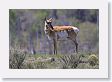 Pronghorn near Slough Creek