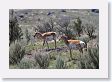 Pronghorn near Slough Creek