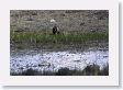 Grizzly just west of the Badger den