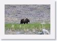 Grizzly just west of the Badger den