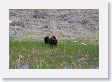 Grizzly just west of the Badger den