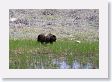 Grizzly just west of the Badger den