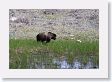 Grizzly just west of the Badger den