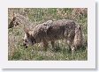 Coyote at west end of Lamar Valley