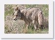 Coyote at west end of Lamar Valley