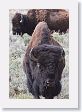 This Bison took a liking to Pat and crossed the road for a visit