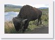 Bison along side the car window (Note the daper touch of grass tucked behind a horn)