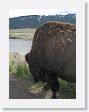 Bison along side the car window