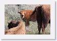 Bison calf