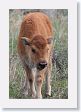 Bison calf