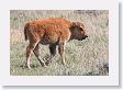 Bison calf