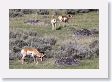 Pronghorn