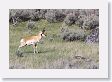 Pronghorn