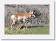 Pronghorn