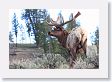 Elk on Blacktail Deer Plateau