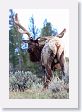 Elk on Blacktail Deer Plateau